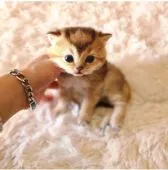 ブリティッシュショートヘア【千葉県・男の子・2022年3月17日・ブラックゴールデンティックドタビー】の写真1