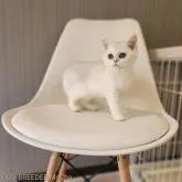 ブリティッシュショートヘア【千葉県・女の子・2022年6月25日・シルバー&ホワイト】の写真1