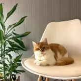 ミックス【千葉県・男の子・2024年5月16日・レッド&ホワイト】の写真1