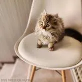 マンチカン(長足)【千葉県・男の子・2022年8月19日・ブラウンタビー】の写真1