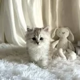 マンチカン(長足)【千葉県・女の子・2024年3月18日・シルバータビー】の写真1