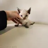 デボンレックス【千葉県・男の子・2022年11月29日・チョコレートタビー】の写真1