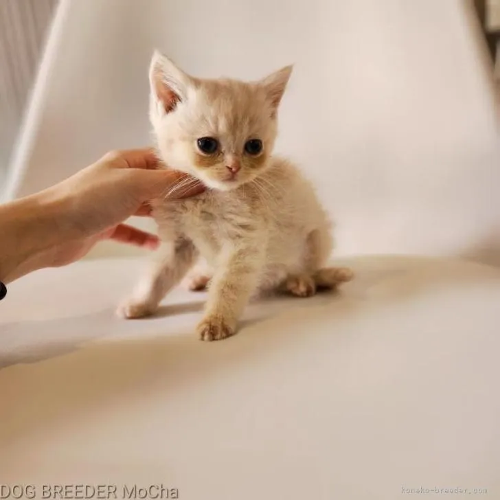 ID:2209-02532の子猫