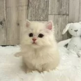 マンチカン(短足)【千葉県・男の子・2024年2月28日・ホワイト&レッド】の写真2