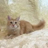 マンチカン(長足)【千葉県・男の子・2023年4月4日・レッド】の写真2