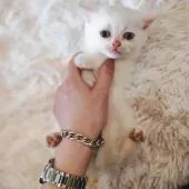 ブリティッシュショートヘア【千葉県・男の子・2022年2月23日・ホワイト】の写真2