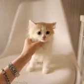 マンチカン(長足)【千葉県・男の子・2022年3月22日・クリーム&ホワイト】の写真2