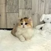 マンチカン(長足)【千葉県・女の子・2024年2月29日・キャリコ】の写真2