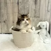 マンチカン(長足)【千葉県・女の子・2024年2月28日・キャリコ】の写真2