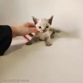 デボンレックス【千葉県・男の子・2022年11月29日・チョコレートタビー】の写真2