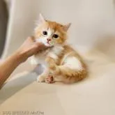 マンチカン(短足)【千葉県・男の子・2022年7月22日・レッドタビー&ホワイト】の写真2
