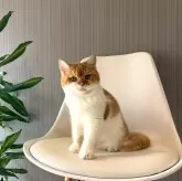 ミックス【千葉県・男の子・2024年5月16日・レッド&ホワイト】の写真3