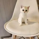 ブリティッシュショートヘア【千葉県・女の子・2022年6月25日・シルバー&ホワイト】の写真3