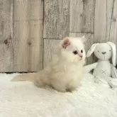 マンチカン(短足)【千葉県・男の子・2024年2月28日・ホワイト&レッド】の写真3