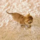 ブリティッシュショートヘア【千葉県・男の子・2022年3月13日・ゴールド ゴールデン】の写真4