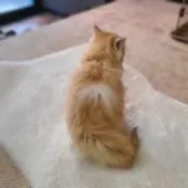 マンチカン(長足)【千葉県・男の子・2021年5月30日・レッド&ホワイト】の写真4