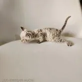 デボンレックス【千葉県・男の子・2022年11月29日・チョコレートタビー】の写真4