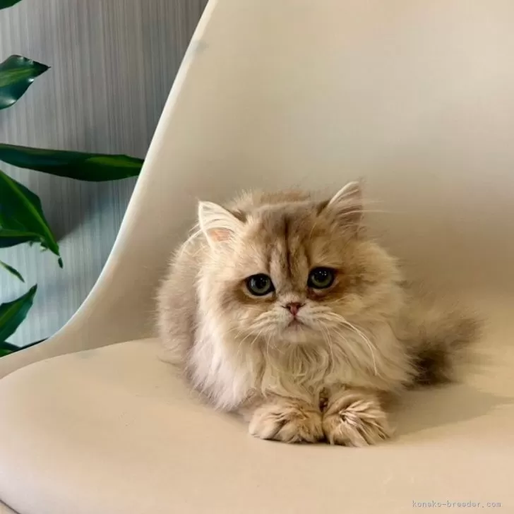ID:2501-01984の子猫