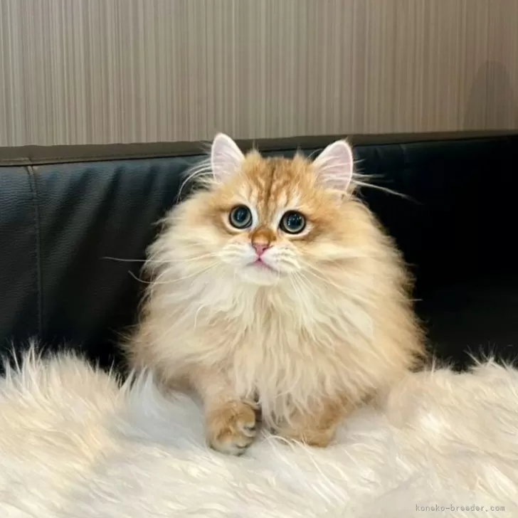 ID:2501-00487の子猫