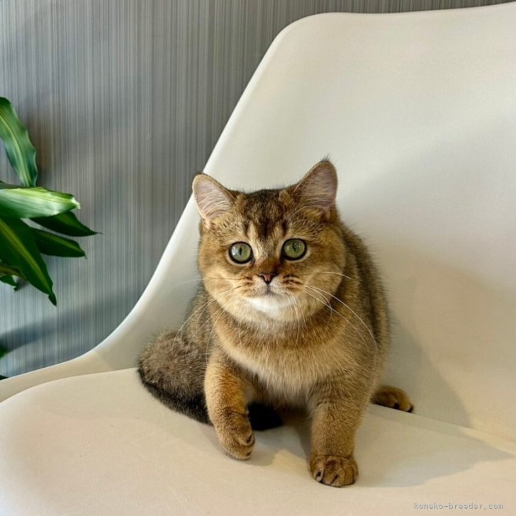 CHIE 様のお迎えした子猫