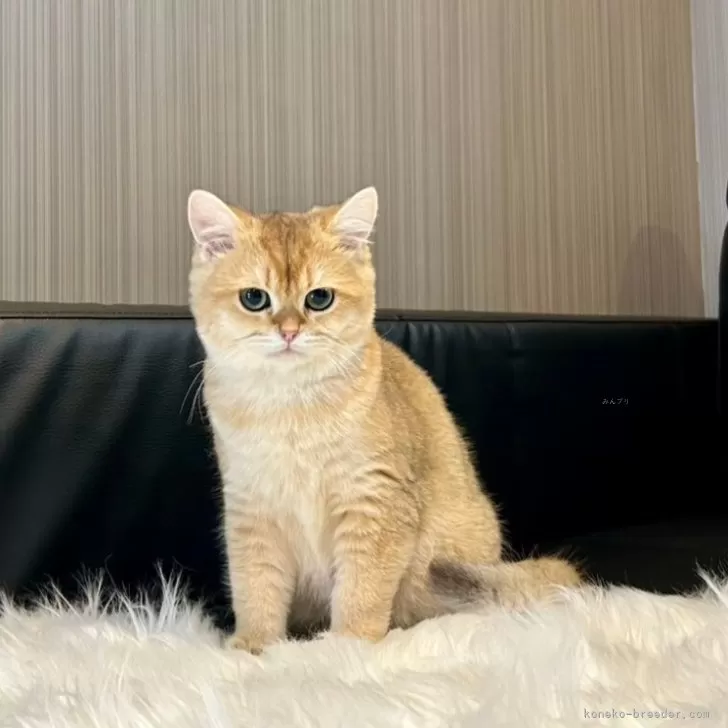 CHIE 様のお迎えした子猫