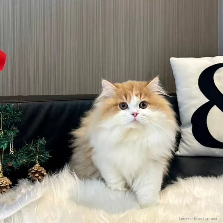 FM 様のお迎えした子猫