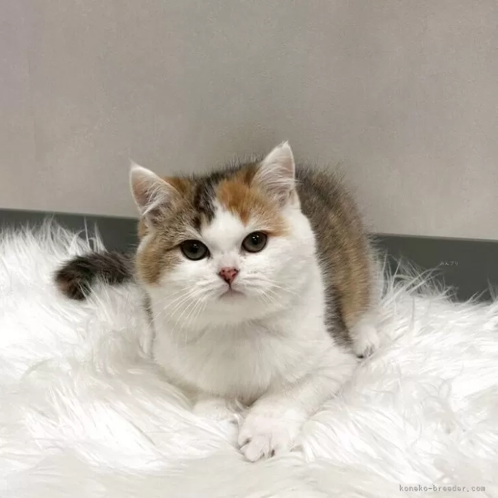 スコティッシュフォールド(立ち耳)【千葉県・女の子・2025年11月11日・キャリコ】の写真1