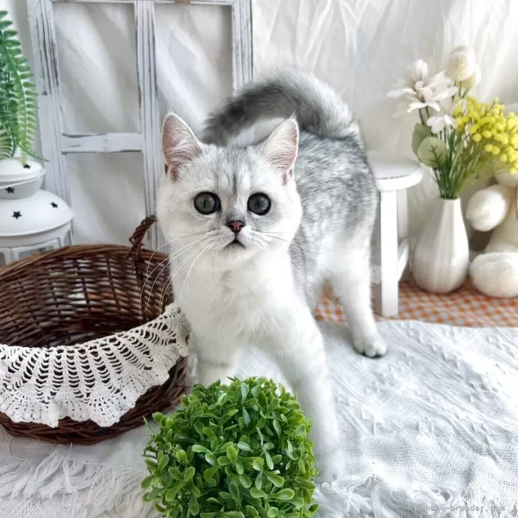 ID：2503-02348の子猫