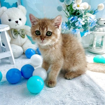 ブリティッシュショートヘア【千葉県・男の子・2025年4月8日・ゴールデン】の写真「遊ぶことが大好き。元気な男の子です♪」