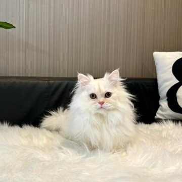 ミックス【千葉県・男の子・2024年7月22日・ホワイト&レッド】の写真「ふわふわかわいい男の子です♪」