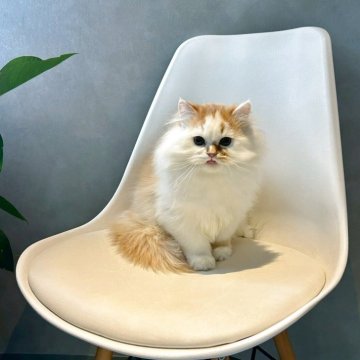 マンチカン(長足)【千葉県・男の子・2025年7月12日・レッド&ホワイト】の写真「ふわっふわのかわいい男の子です♪」