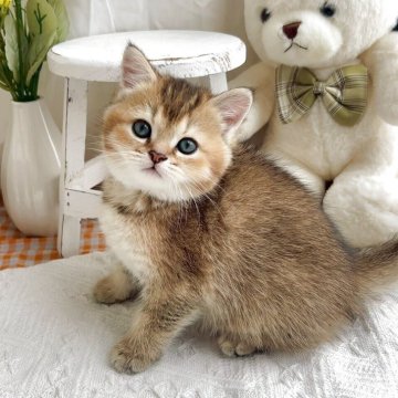 マンチカン(長足)【千葉県・女の子・2025年4月12日・ブラウンゴールデン】の写真「ふわふわでかわいい赤ちゃんです♡」
