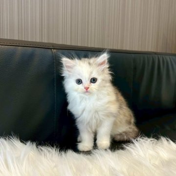 マンチカン(長足)【千葉県・女の子・2025年5月2日・キャリコ】の写真「まだまだかわいい赤ちゃんです♪」