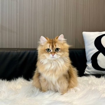 ブリティッシュロングヘア【千葉県・女の子・2024年4月17日・ゴールデン】の写真「ふわっふわのかわいい女の子です♡」