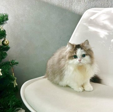 マンチカン(長足)【千葉県・女の子・2025年7月25日・ブラウンタビー&ホワイト】の写真「まんまるお目目がとってもかわいい女の子です♪」