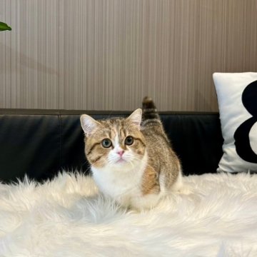 ミックス【千葉県・女の子・2024年7月30日・ブラウンタビー&ホワイト】の写真「短足ちゃんのふわふわかわいい女の子です♪」
