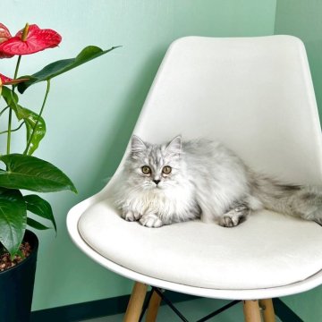 マンチカン(長足)【千葉県・女の子・2025年5月2日・シルバータビー】の写真「お目目ぱっちり！　かわいい女の子です♪」