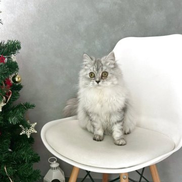 マンチカン(長足)【千葉県・女の子・2025年5月2日・シルバータビー】の写真「お目目ぱっちり！　かわいい女の子です♪」