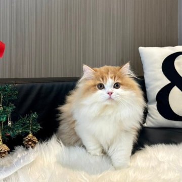 ミックス【千葉県・男の子・2024年7月30日・レッド&ホワイト】の写真「ふわふわかわいい男の子です♪」