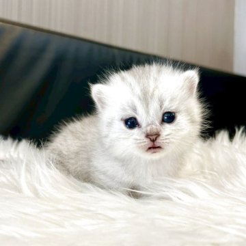 マンチカン(短足)【千葉県・男の子・2025年4月12日・シルバータビー】の写真「ふわふわでかわいい赤ちゃんです♪」