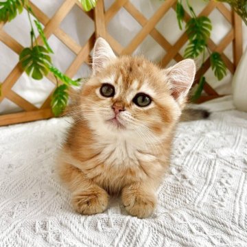 ブリティッシュショートヘア【千葉県・男の子・2025年4月8日・ゴールデン】の写真「遊ぶことが大好き。元気な男の子です♪」