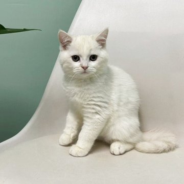 マンチカン(長足)【千葉県・男の子・2025年7月25日・ホワイト&クリーム】の写真「遊ぶことが大好き！　元気でかわいい男の子です♪」