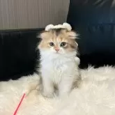 スコティッシュフォールド(折れ耳)