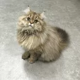 マンチカン(長足)