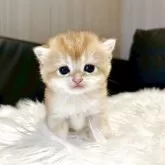 ブリティッシュショートヘア