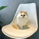 マンチカン(長足)