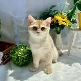 ブリティッシュショートヘア
