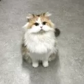 スコティッシュフォールド(立ち耳)