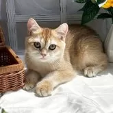 ブリティッシュショートヘア