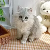 マンチカン(長足)